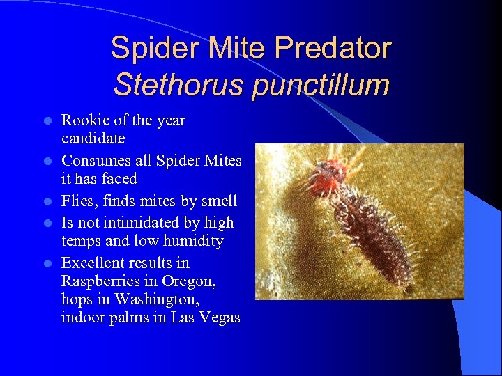 Spider Mite Predator Stethorus punctillum l l l Rookie of the year candidate Consumes