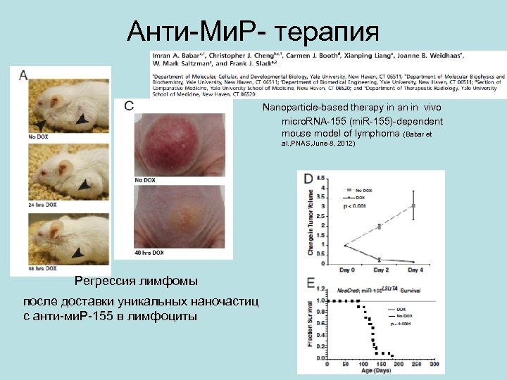 Анти-Ми. Р- терапия Nanoparticle-based therapy in an in vivo micro. RNA-155 (mi. R-155)-dependent mouse