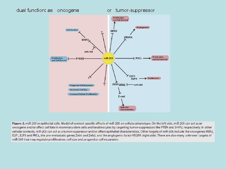  dual function: as oncogene or tumor-suppressor 