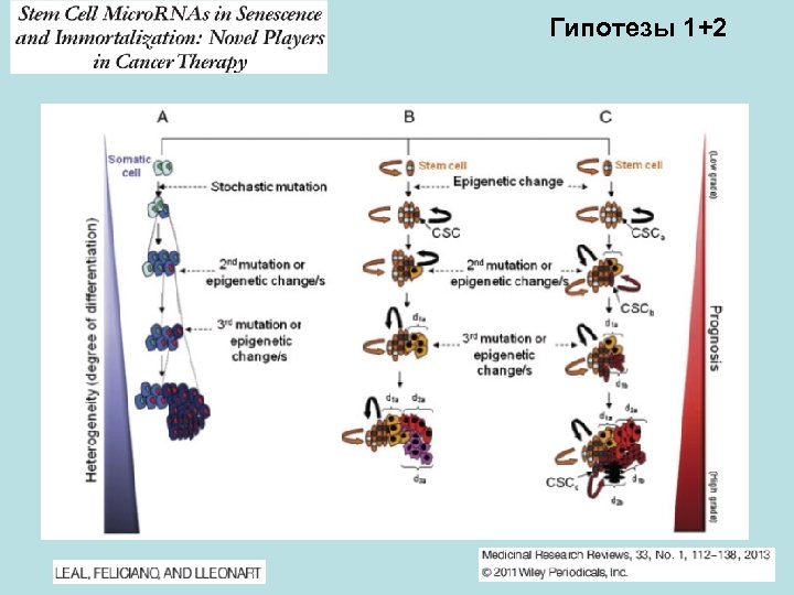 Гипотезы 1+2 