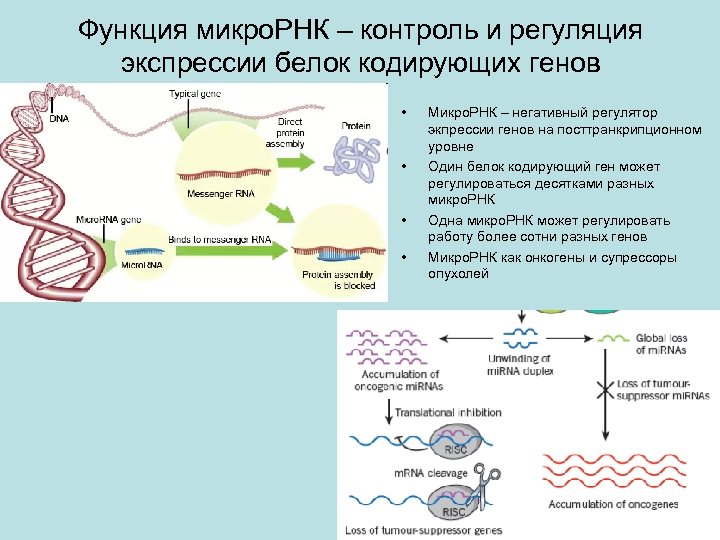 Функция микро. РНК – контроль и регуляция экспрессии белок кодирующих генов • • Микро.