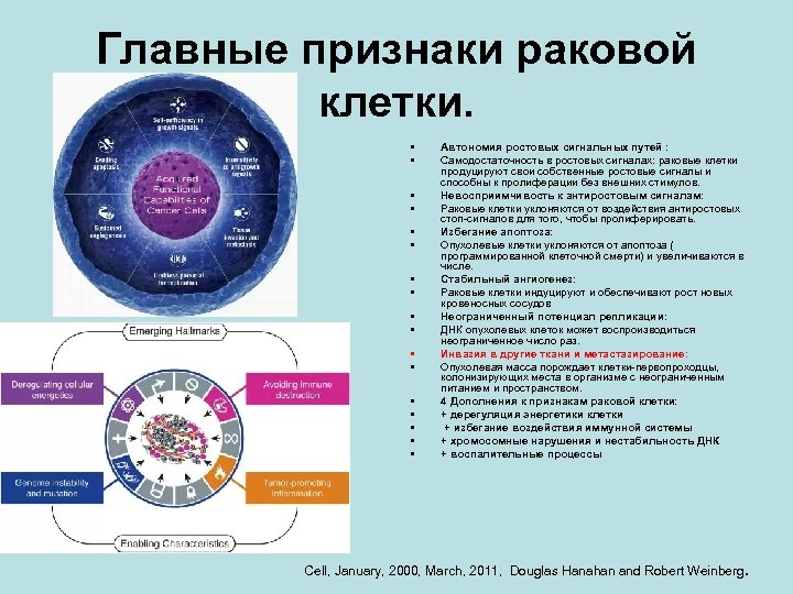 Главные признаки раковой клетки. • • • • • Автономия ростовых сигнальных путей :