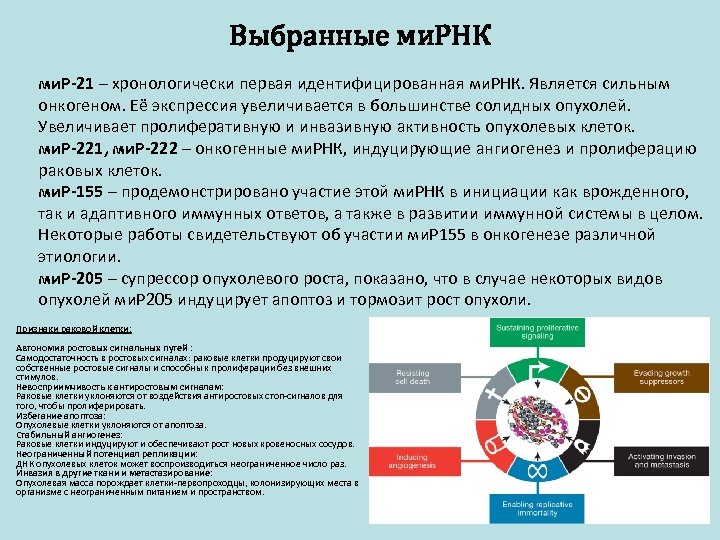 Выбранные ми. РНК ми. Р-21 – хронологически первая идентифицированная ми. РНК. Является сильным онкогеном.