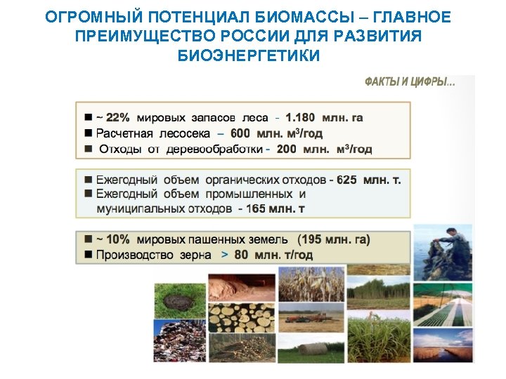 ОГРОМНЫЙ ПОТЕНЦИАЛ БИОМАССЫ – ГЛАВНОЕ ПРЕИМУЩЕСТВО РОССИИ ДЛЯ РАЗВИТИЯ БИОЭНЕРГЕТИКИ 