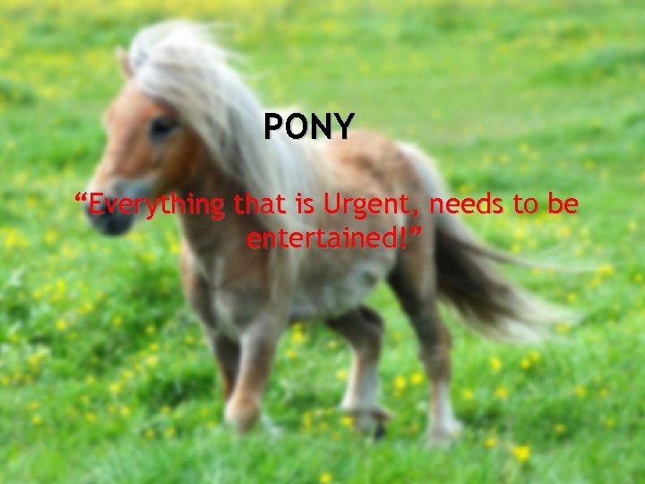 PONY “Everything that is Urgent, needs to be entertained!” 