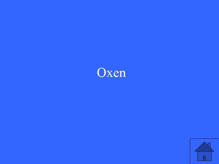 Oxen 
