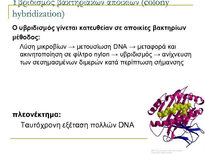 Υβριδισμός βακτηριακών αποικιών (colony hybridization) Ο υβριδισμός γίνεται κατευθείαν σε αποικίες βακτηρίων μέθοδος: Λύση