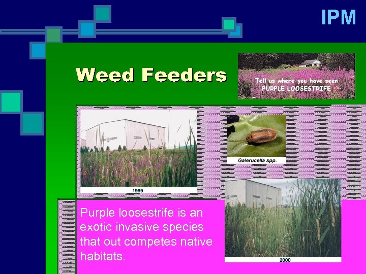 IPM Purple loosestrife is an exotic invasive species that out competes native habitats. 