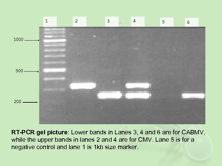 1 2 3 4 5 6 1000 500 200 RT-PCR gel picture: Lower bands
