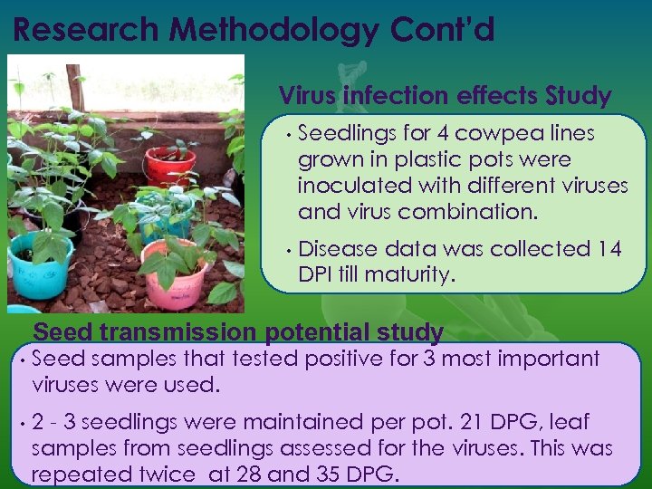Research Methodology Cont’d Virus infection effects Study • Seedlings for 4 cowpea lines grown