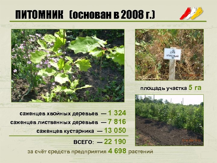 ПИТОМНИК (основан в 2008 г. ) площадь участка 5 саженцев хвойных деревьев — 1