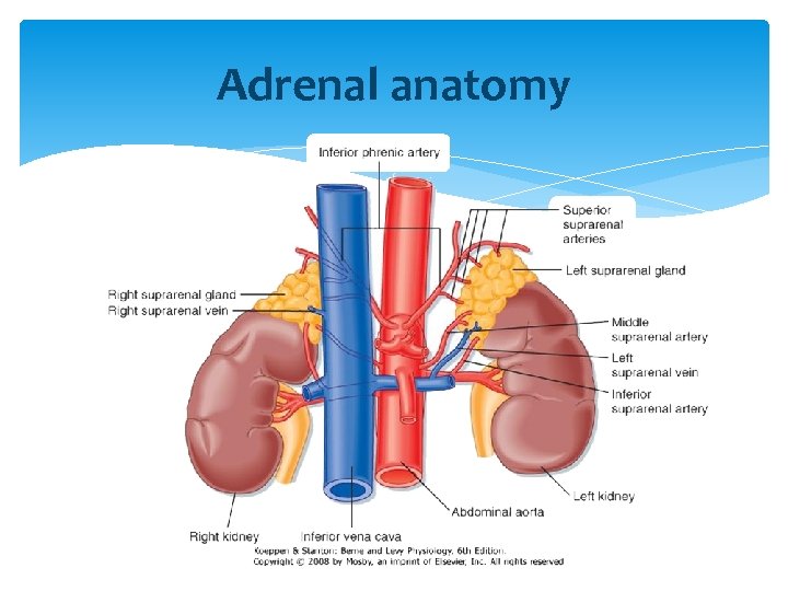 Adrenal anatomy 