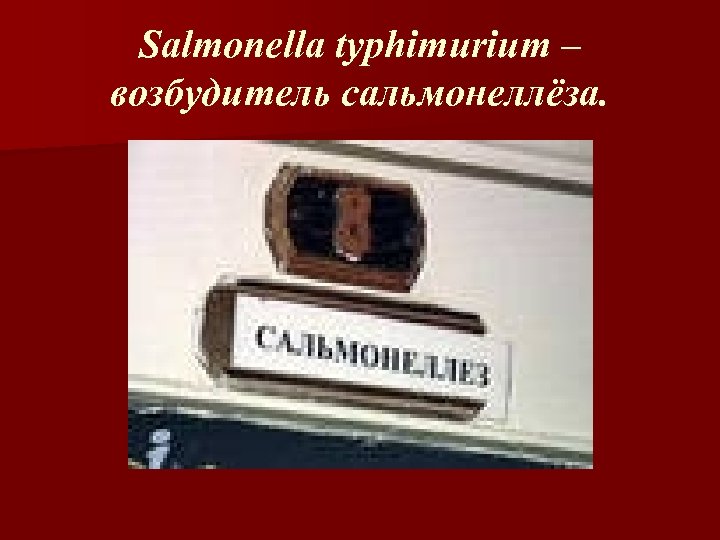 Salmonella typhimurium – возбудитель сальмонеллёза. 