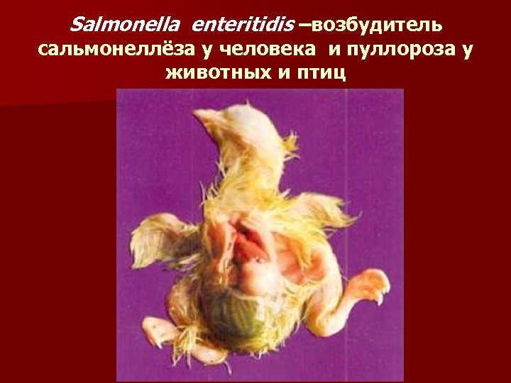 Salmonella enteritidis –возбудитель сальмонеллёза у человека и пуллороза у животных и птиц 