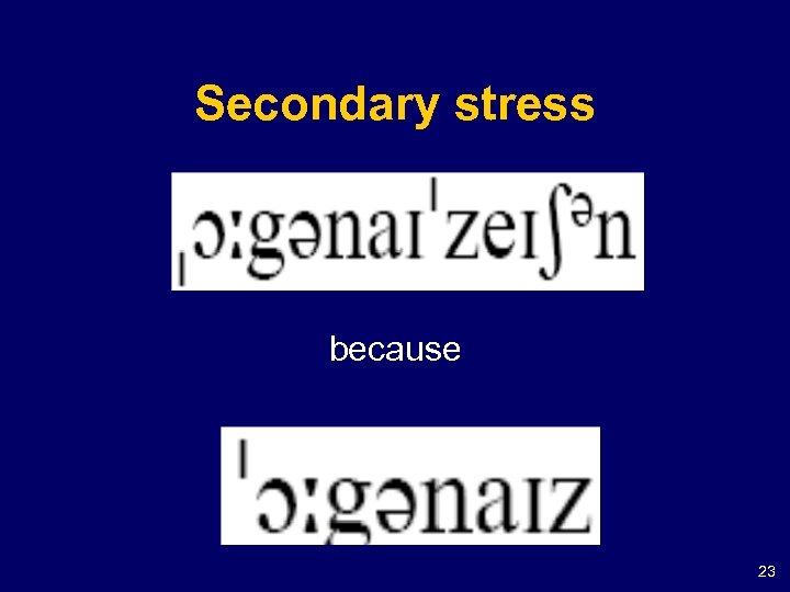 Secondary stress because 23 