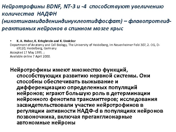 Нейротрофины BDNF, NT-3 и -4 способствуют увеличению количества НАДФН (никотинамидадениндинуклеотидфосфат) – флавопротеидреактивных нейронов в