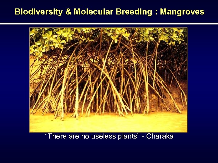 Biodiversity & Molecular Breeding : Mangroves “There are no useless plants” - Charaka 