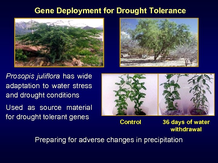  Gene Deployment for Drought Tolerance Prosopis juliflora has wide adaptation to water stress