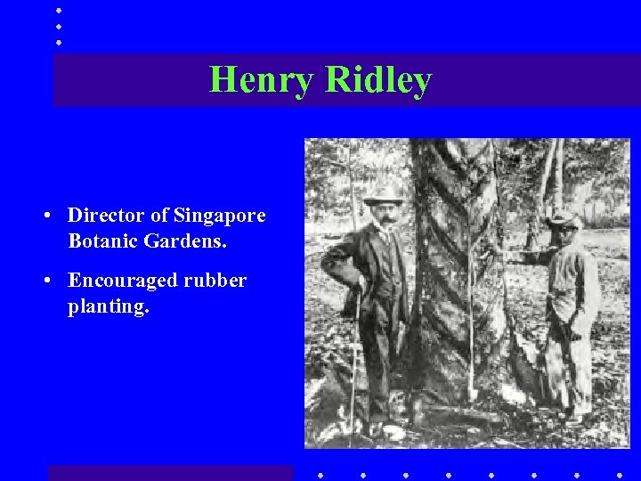 Henry Ridley • Director of Singapore Botanic Gardens. • Encouraged rubber planting. 