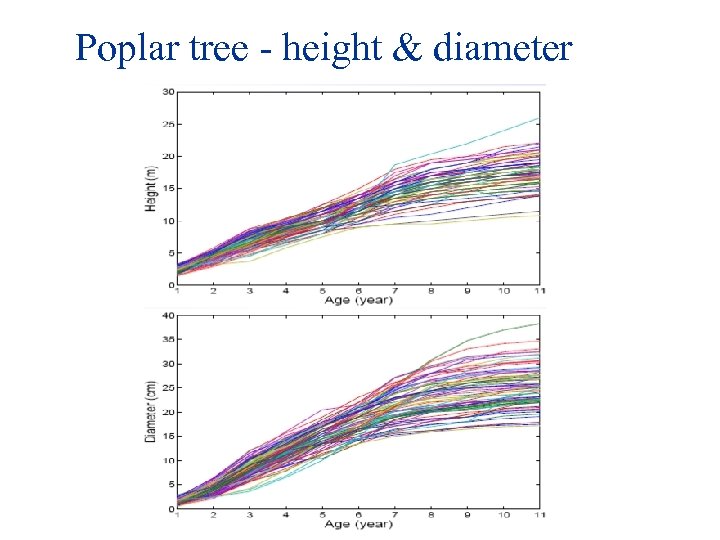 Poplar tree - height & diameter 