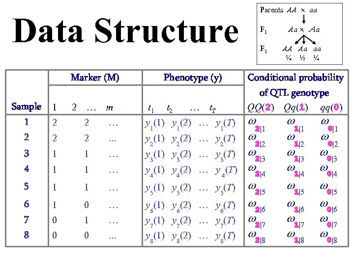 Data Structure Marker (M) Phenotype (y) Sample 1 2 … m t 1 t