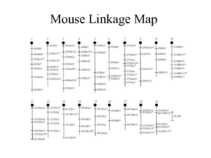 Mouse Linkage Map 