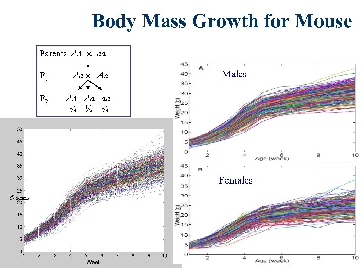 Body Mass Growth for Mouse Parents AA aa F 1 Aa Males F 2