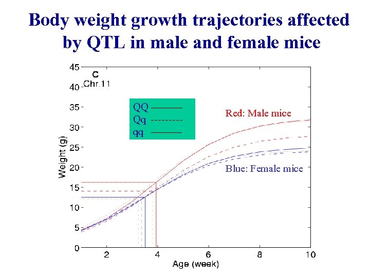 Body weight growth trajectories affected by QTL in male and female mice QQ Qq