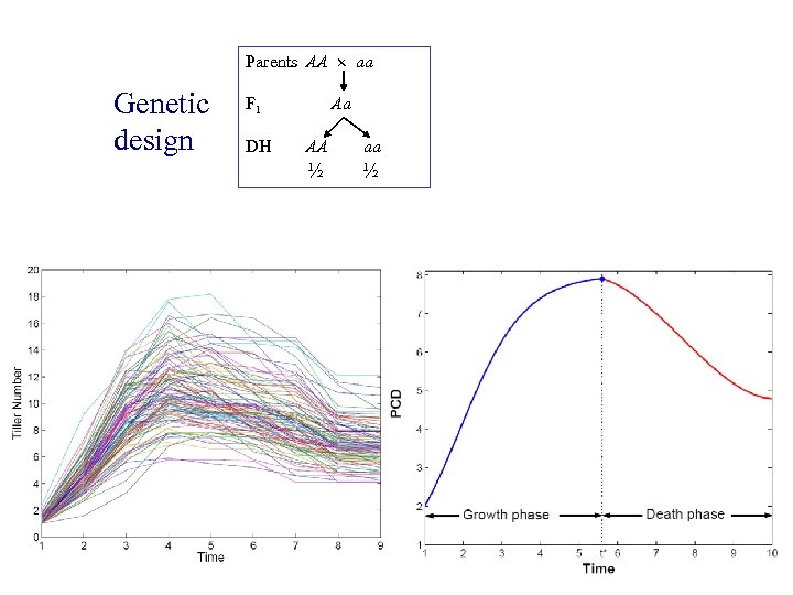Parents AA aa Genetic design F 1 Aa DH AA aa ½ ½ 