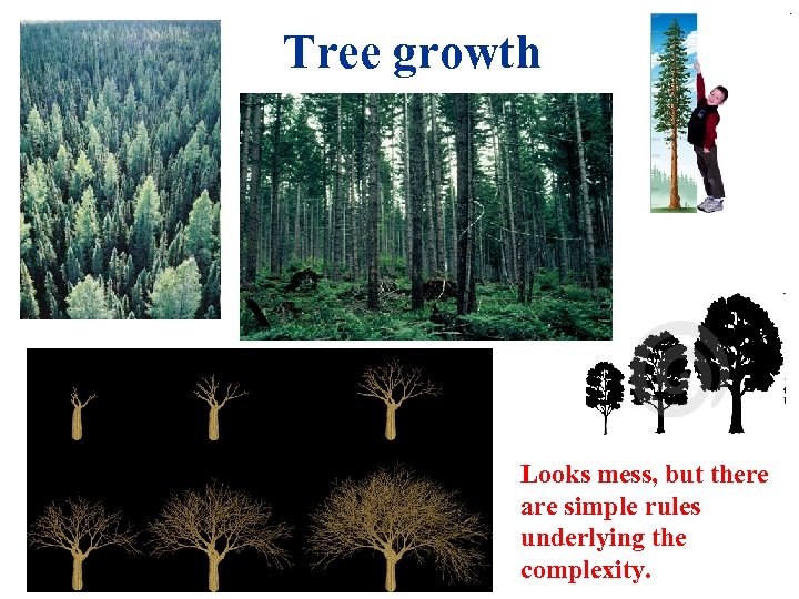 Tree growth Looks mess, but there are simple rules underlying the complexity. 