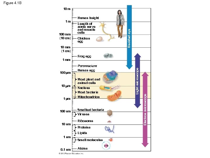 Figure 4. 1 B 10 m Length of some nerve and muscle cells Chicken