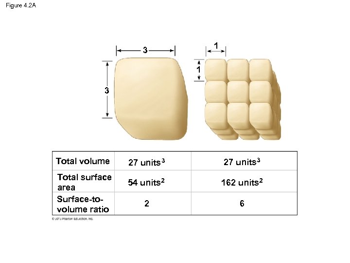 Figure 4. 2 A 1 3 Total volume Total surface area Surface-tovolume ratio 27
