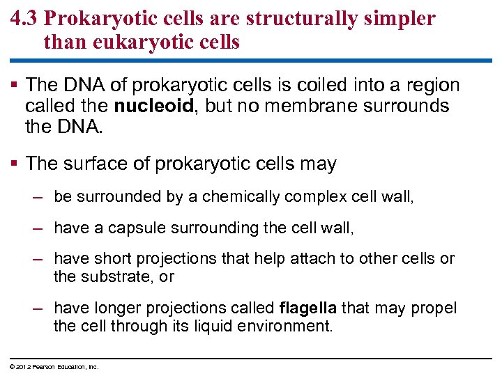 4. 3 Prokaryotic cells are structurally simpler than eukaryotic cells § The DNA of
