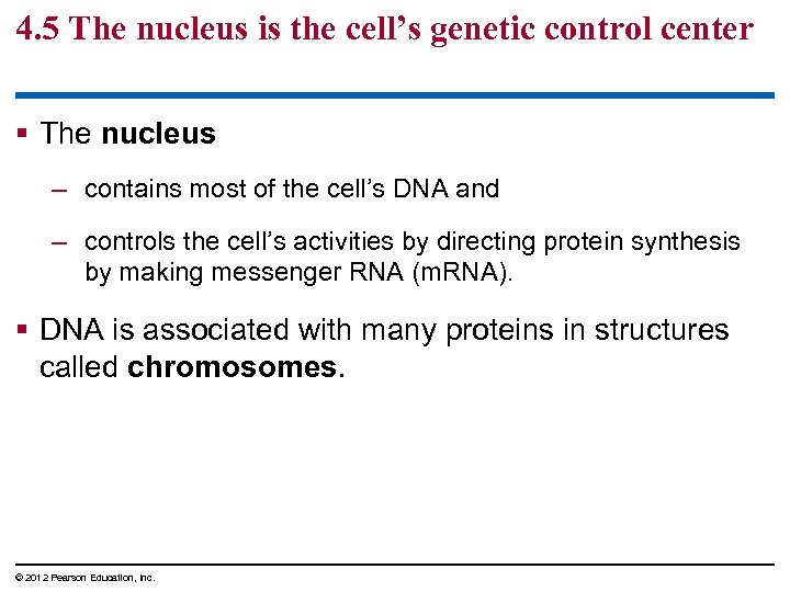 4. 5 The nucleus is the cell’s genetic control center § The nucleus –