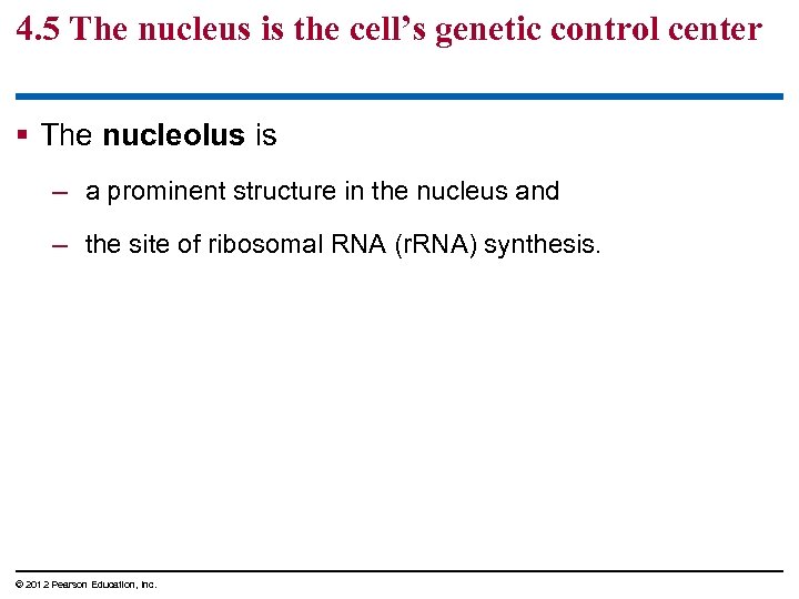 4. 5 The nucleus is the cell’s genetic control center § The nucleolus is