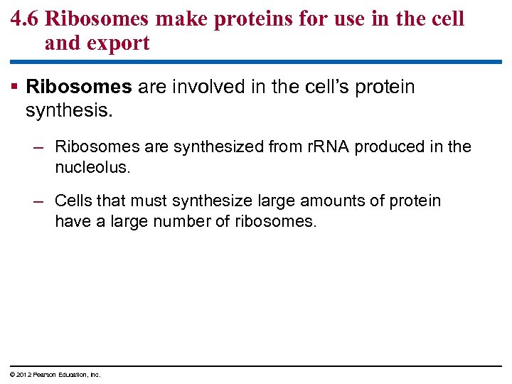 4. 6 Ribosomes make proteins for use in the cell and export § Ribosomes