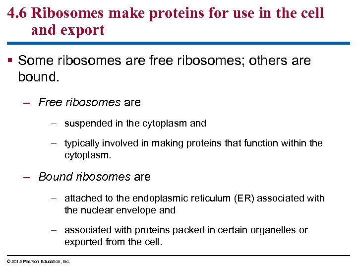 4. 6 Ribosomes make proteins for use in the cell and export § Some
