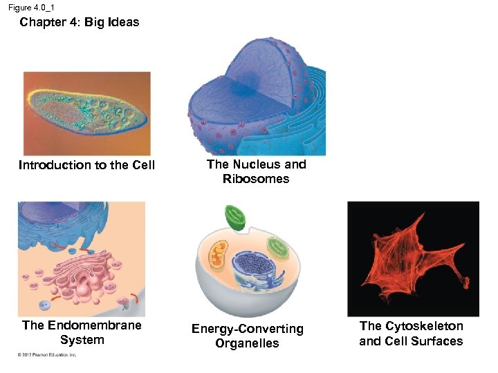 Figure 4. 0_1 Chapter 4: Big Ideas Introduction to the Cell The Endomembrane System