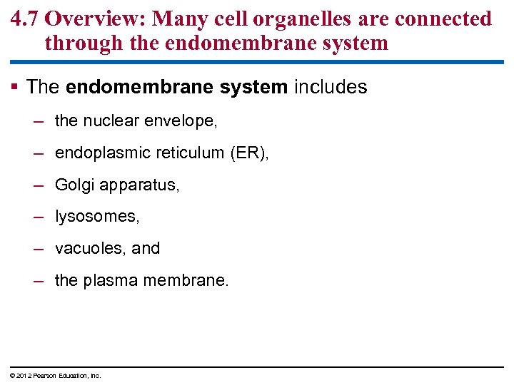 4. 7 Overview: Many cell organelles are connected through the endomembrane system § The
