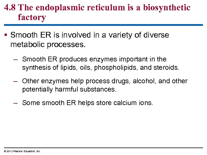 4. 8 The endoplasmic reticulum is a biosynthetic factory § Smooth ER is involved