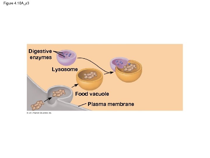 Figure 4. 10 A_s 3 Digestive enzymes Lysosome Food vacuole Plasma membrane 