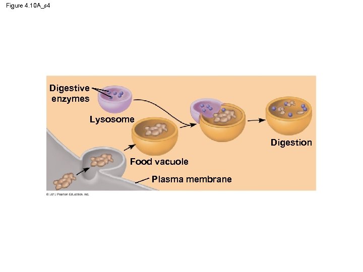 Figure 4. 10 A_s 4 Digestive enzymes Lysosome Digestion Food vacuole Plasma membrane 