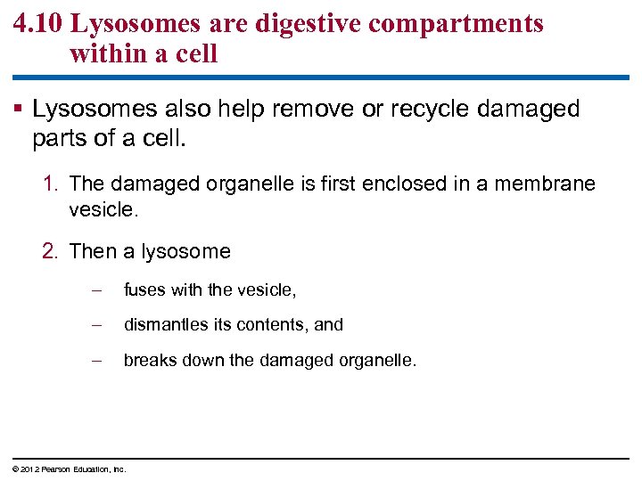4. 10 Lysosomes are digestive compartments within a cell § Lysosomes also help remove