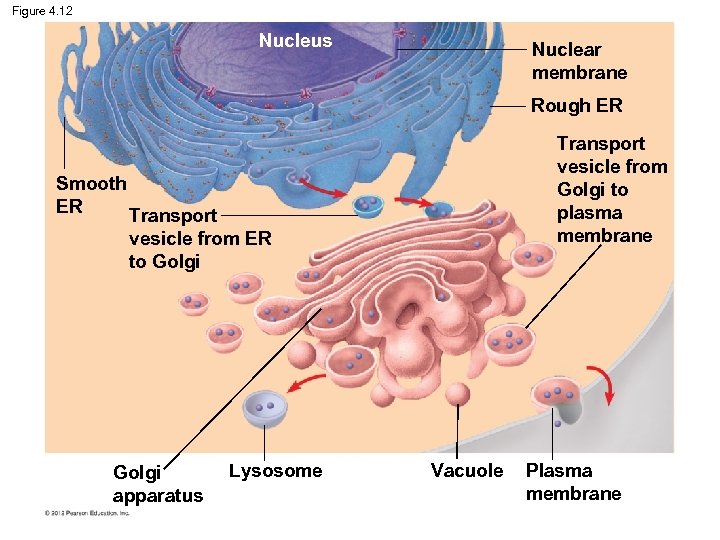 Figure 4. 12 Nucleus Nuclear membrane Rough ER Transport vesicle from Golgi to plasma
