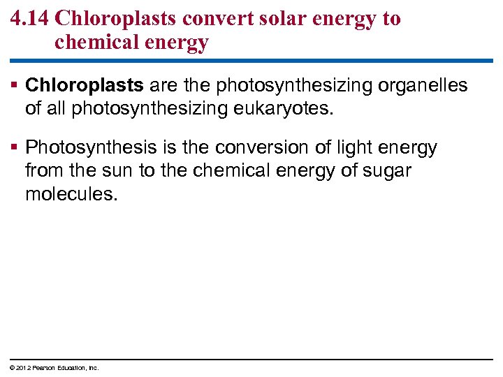 4. 14 Chloroplasts convert solar energy to chemical energy § Chloroplasts are the photosynthesizing