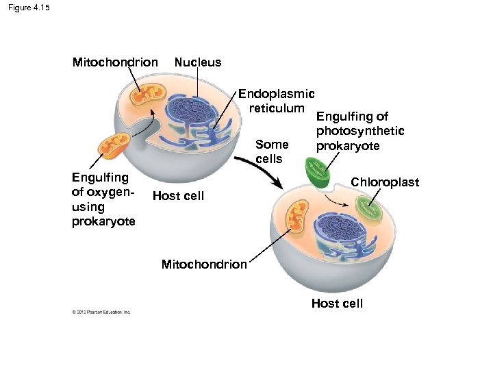 Figure 4. 15 Mitochondrion Nucleus Endoplasmic reticulum Some cells Engulfing of oxygenusing prokaryote Host