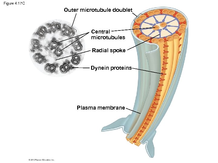 Figure 4. 17 C Outer microtubule doublet Central microtubules Radial spoke Dynein proteins Plasma