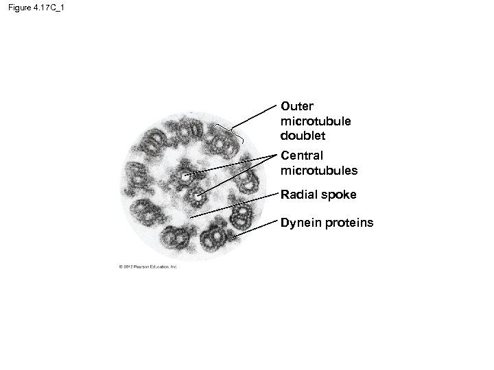Figure 4. 17 C_1 Outer microtubule doublet Central microtubules Radial spoke Dynein proteins 