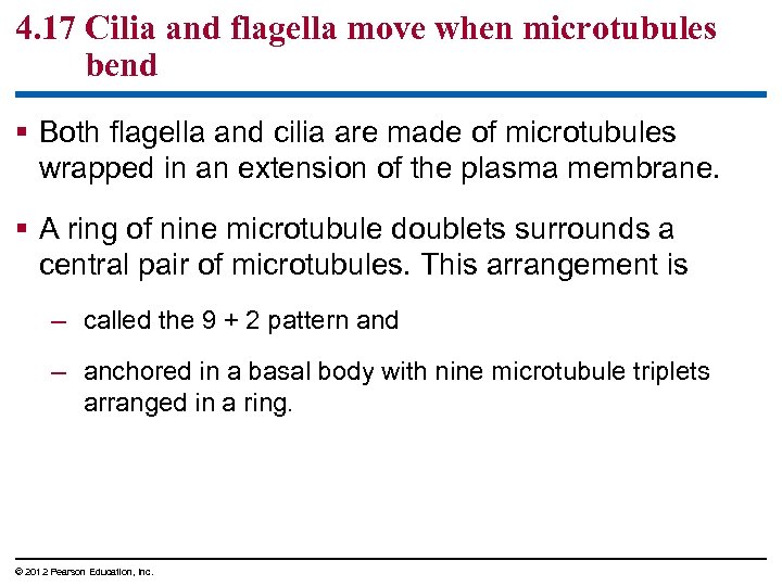 4. 17 Cilia and flagella move when microtubules bend § Both flagella and cilia