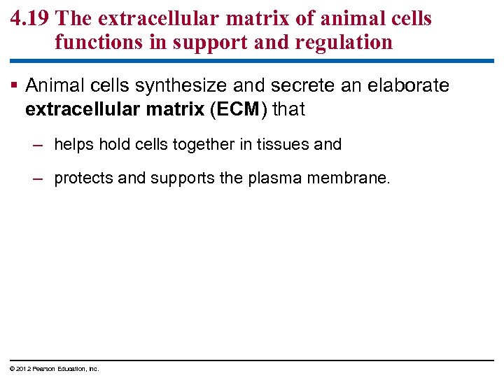 4. 19 The extracellular matrix of animal cells functions in support and regulation §
